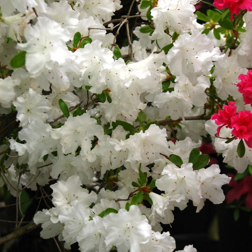 Azalée du Japon Adonis - Rhododendron hybride. (Floraison)