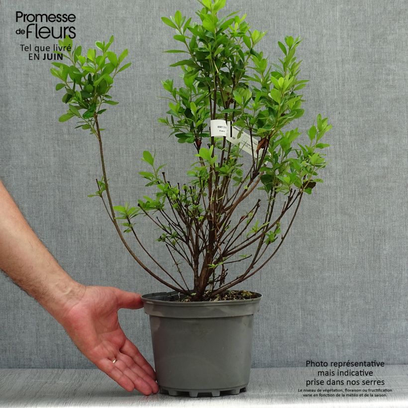 Spécimen de Azalée du Japon Adonis - Rhododendron hybride. Pot de 2L/3L tel que livré en été