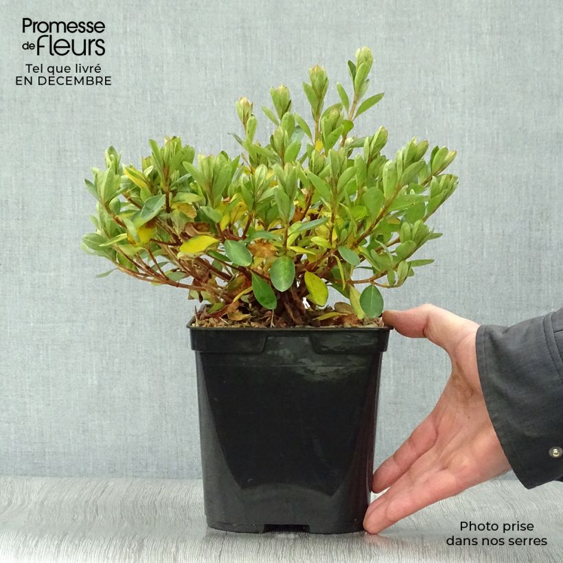 Spécimen de Azalée du Japon Al's Picotee - Rhododendron hybride tel que livré en hiver