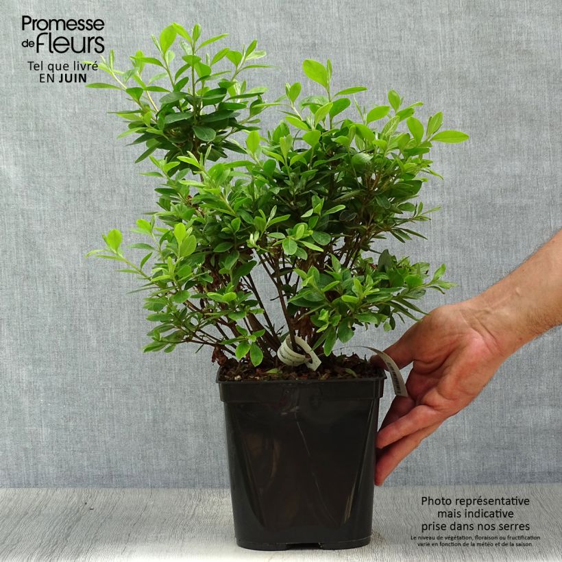 Spécimen de Azalée du Japon Al's Picotee - Rhododendron hybride Pot de 2L/3L tel que livré en été