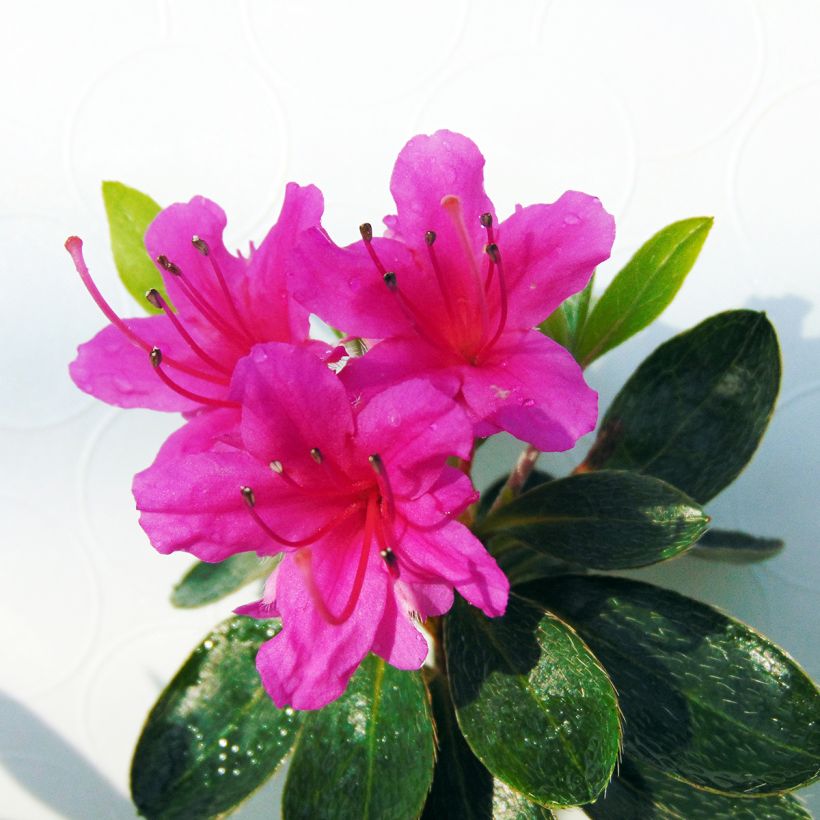 Azalée du Japon Amoena - Rhododendron hybride (Floraison)