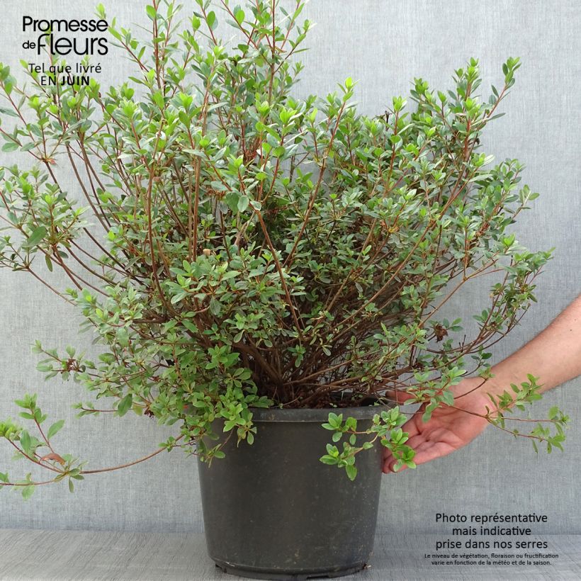Spécimen de Azalée du Japon Amoena - Rhododendron hybride Pot de 12L/15L tel que livré en été