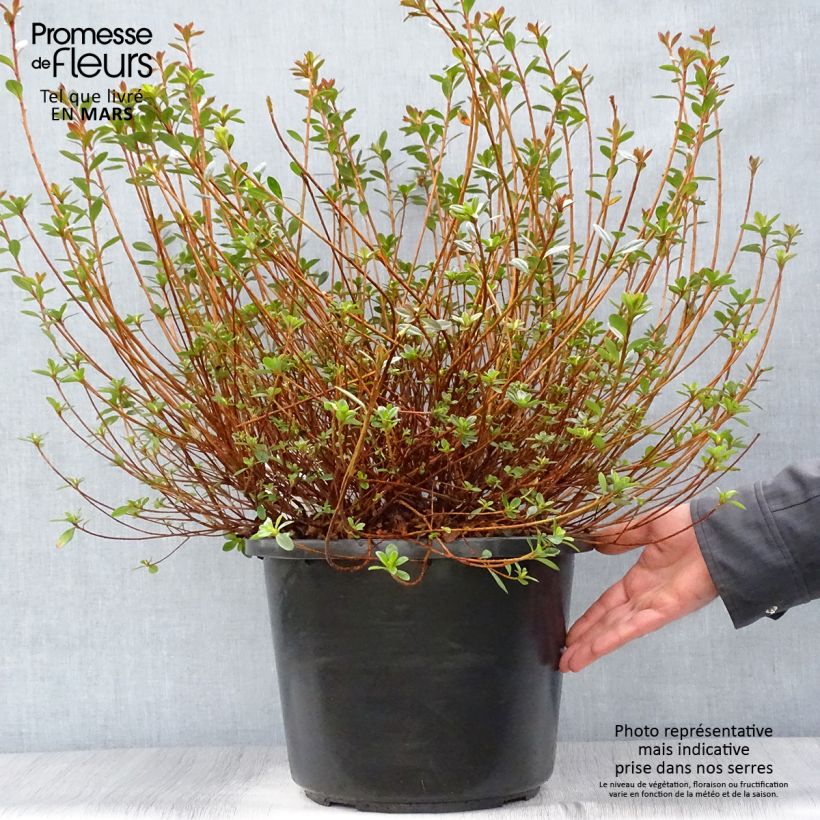 Spécimen de Azalée du Japon Amoena - Rhododendron hybride en pot de 12l/15l tel que livré au printemps