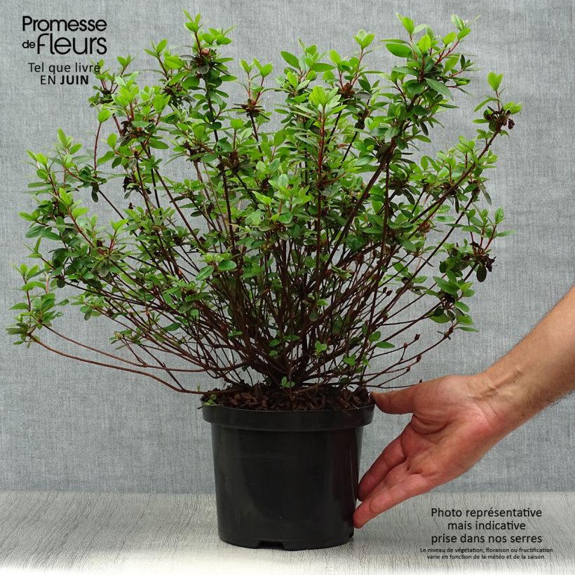Spécimen de Azalée du Japon Amoena - Rhododendron hybride Pot de 2L/3L tel que livré en été