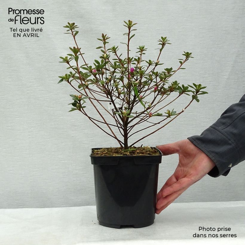 Spécimen de Azalée du Japon Amoena - Rhododendron hybride en pot de 2/3L tel que livré au printemps