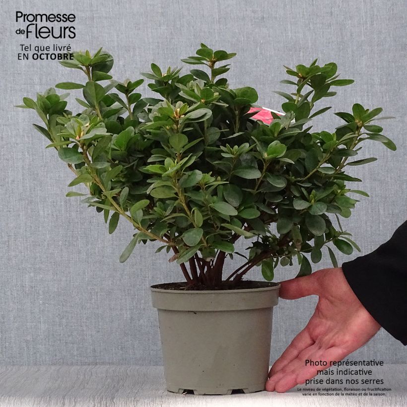 Spécimen de Azalée du Japon Ardeur - Rhododendron hybride Pot de 2L/3L tel que livré en automne