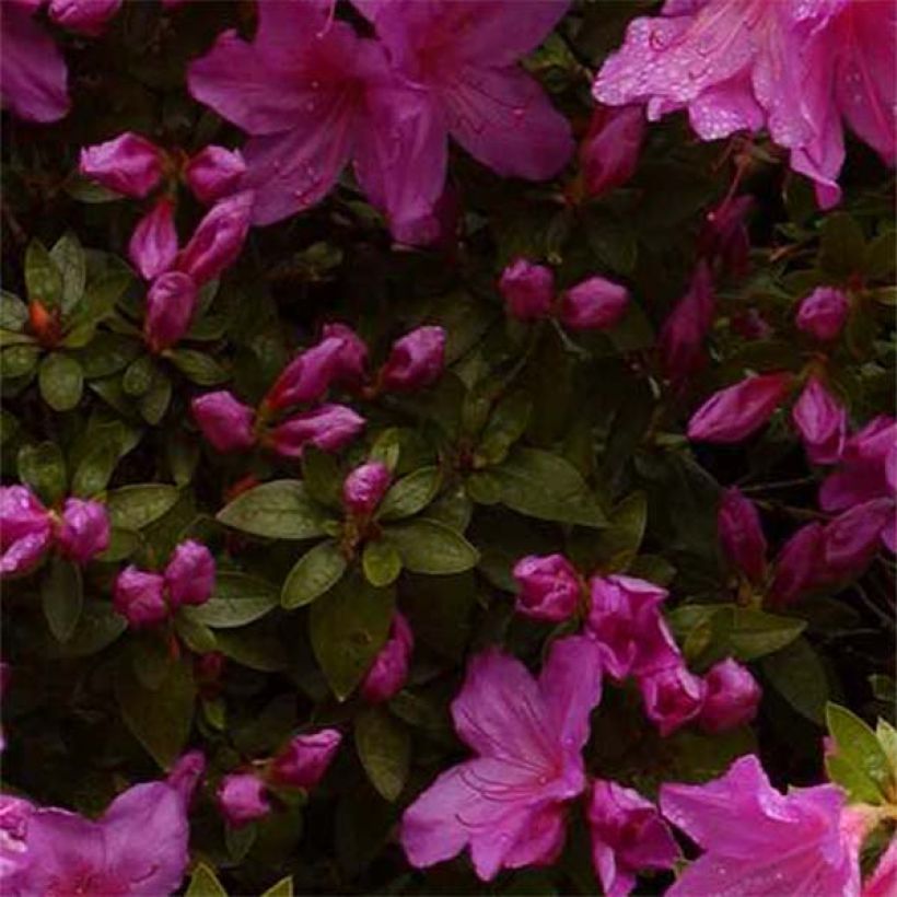Azalée du Japon Blue Danube - Rhododendron hybride. (Feuillage)