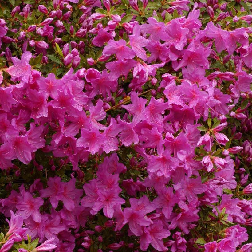 Azalée du Japon Blue Danube - Rhododendron hybride. (Floraison)