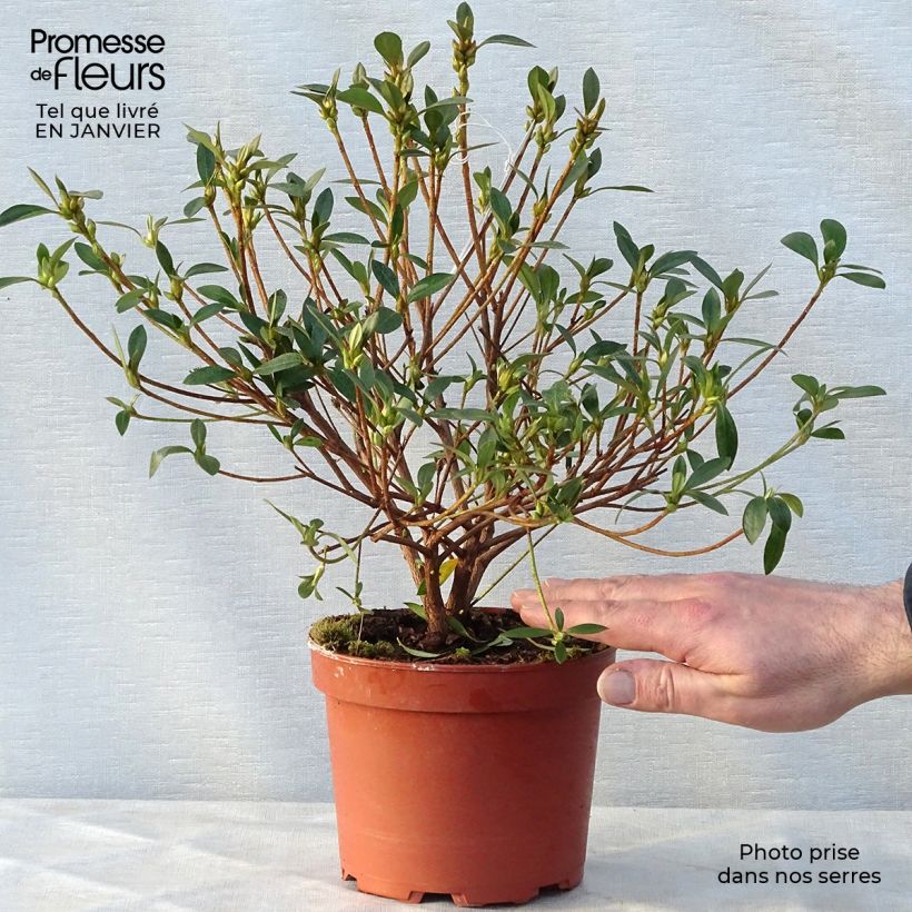 Spécimen de Azalée du Japon Blue Danube - Rhododendron hybride. tel que livré en hiver