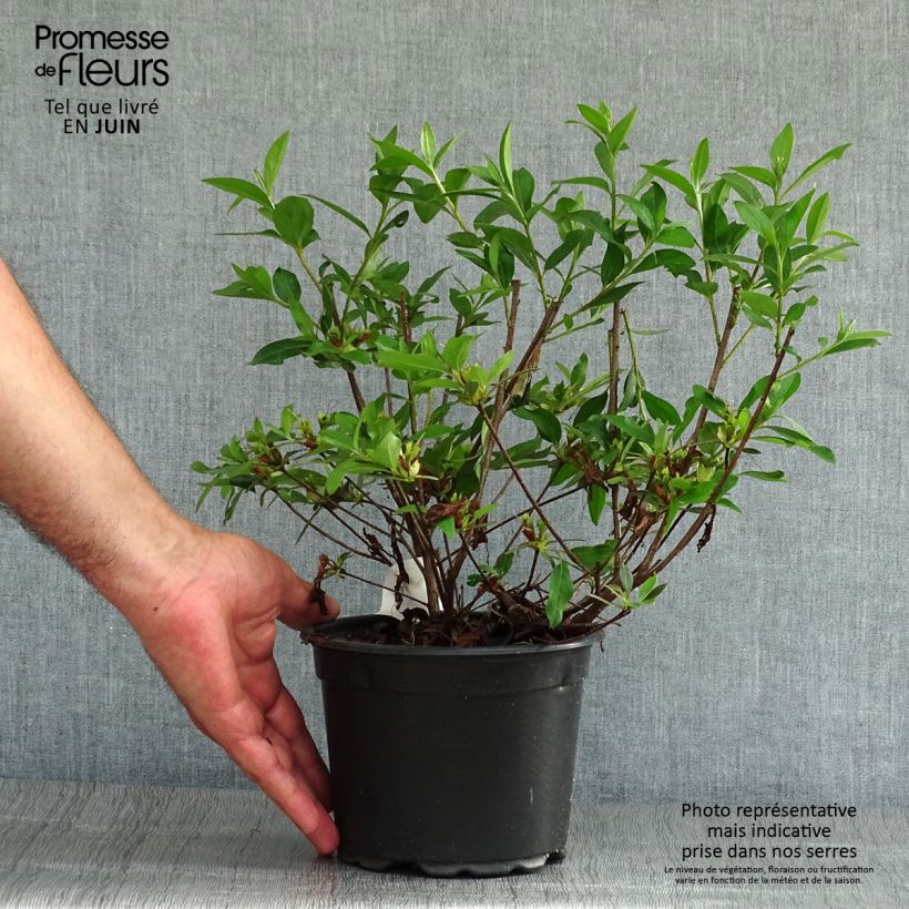Spécimen de Azalée du Japon Blue Danube - Rhododendron hybride. Pot de 2L/3L tel que livré en été