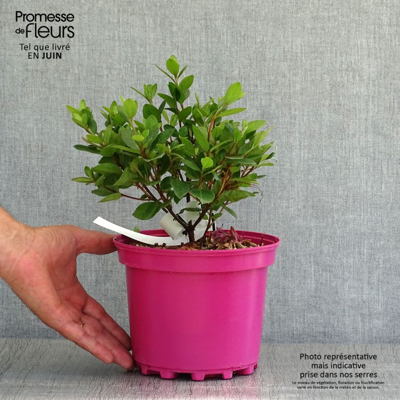 Spécimen de Azalée du Japon Christina - Rhododendron hybride. Pot de 2L/3L tel que livré en été