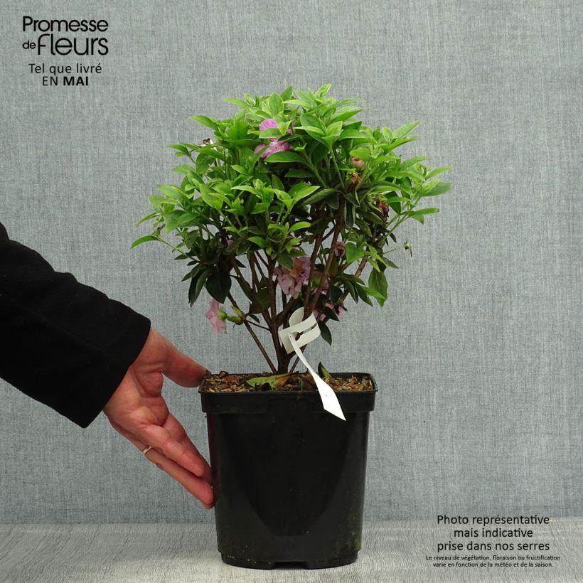 Spécimen de Azalée du Japon Elsie Lee - Rhododendron hybride Pot de 3L tel que livré au printemps