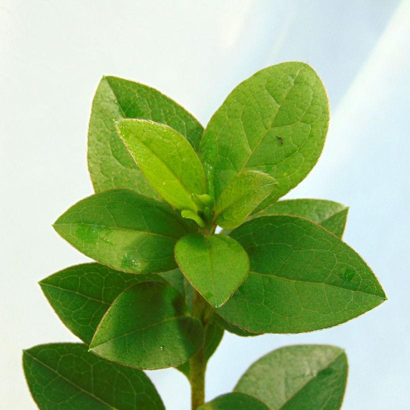 Azalée du Japon Eucharis - Rhododendron hybride (Feuillage)