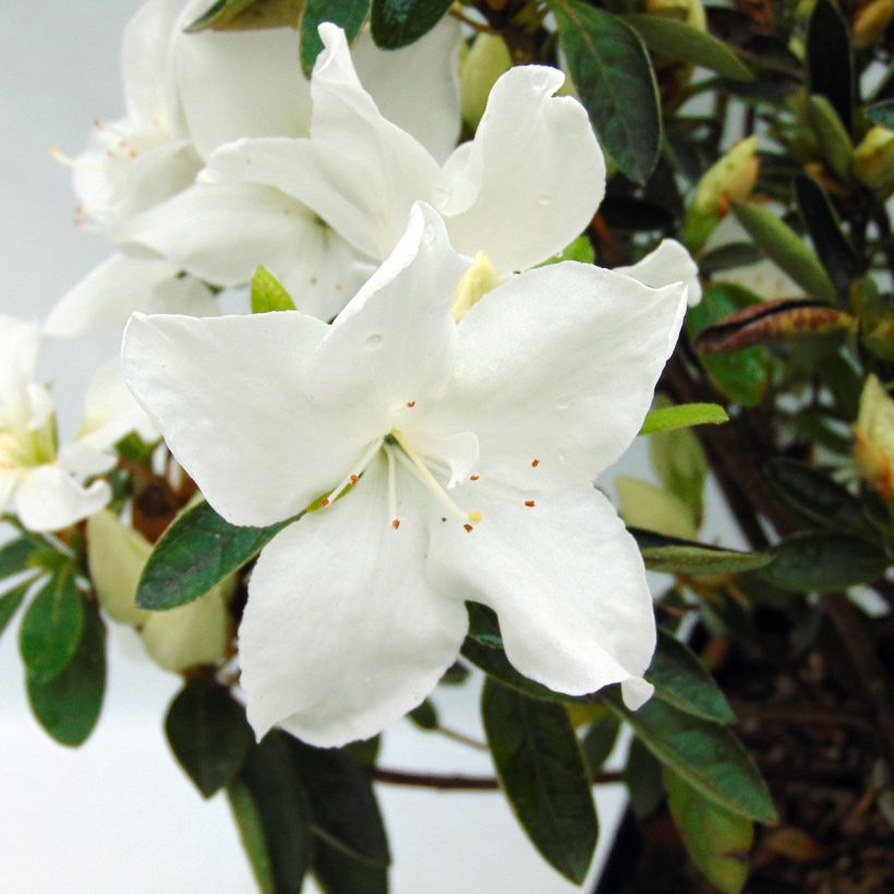 Azalée du Japon Eucharis - Rhododendron hybride (Floraison)