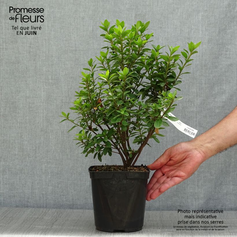 Spécimen de Azalée du Japon Eucharis - Rhododendron hybride Pot de 2L/3L tel que livré en été