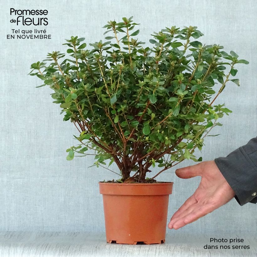 Spécimen de Azalée du Japon Hino-Crimson - Rhododendron hybride Pot de 2L/3L tel que livré en automne