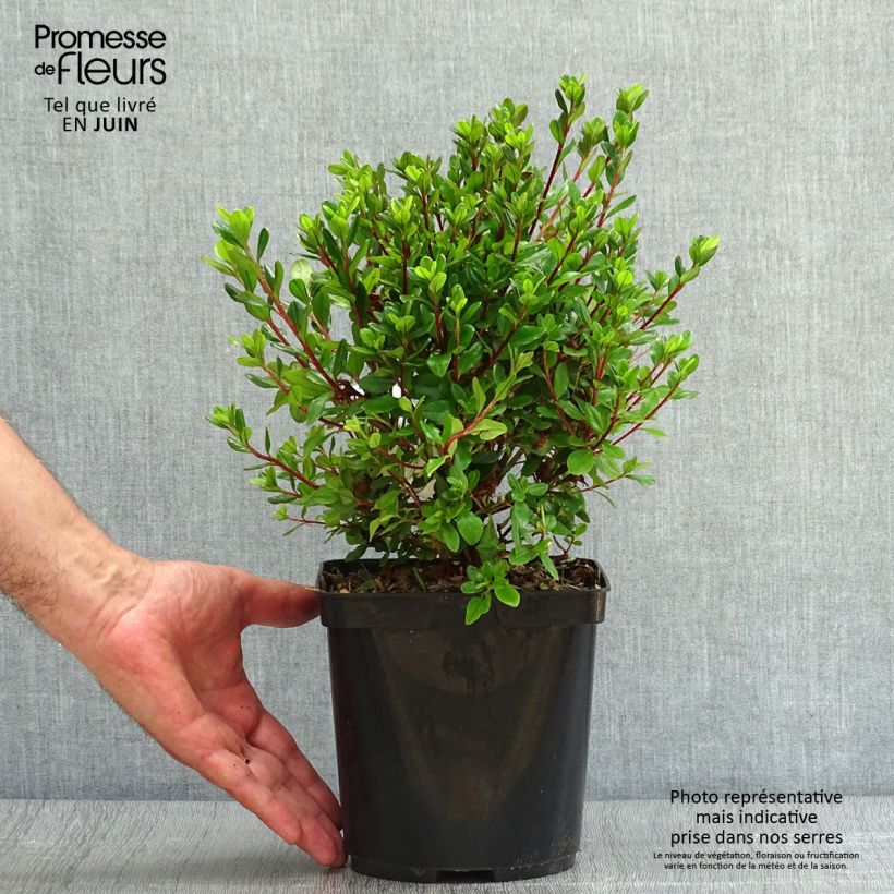Spécimen de Azalée du Japon Hino-Crimson - Rhododendron hybride Pot de 2L/3L tel que livré en été