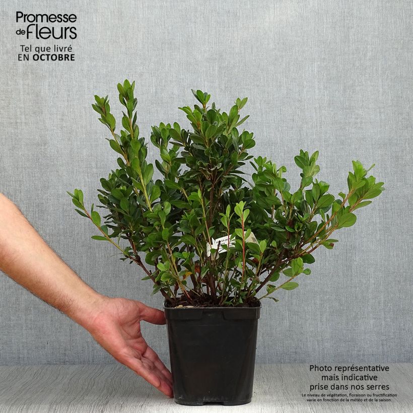 Spécimen de Azalée du Japon Johanna - Rhododendron hybride Pot de 2L/3L tel que livré en automne
