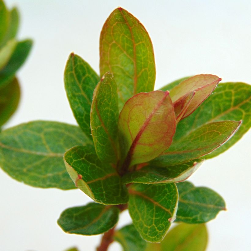 Azalée du Japon Kirin - Rhododendron hybride (Feuillage)