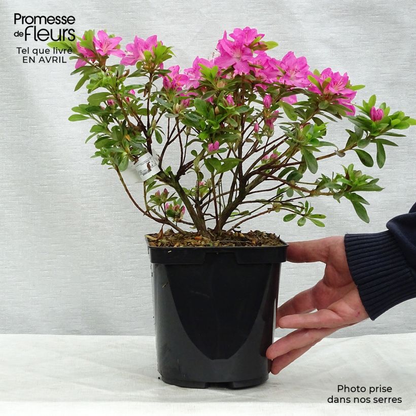 Spécimen de Azalée du Japon Komo Kulshan - Rhododendron kiusianum en pot de 3/4L tel que livré au printemps