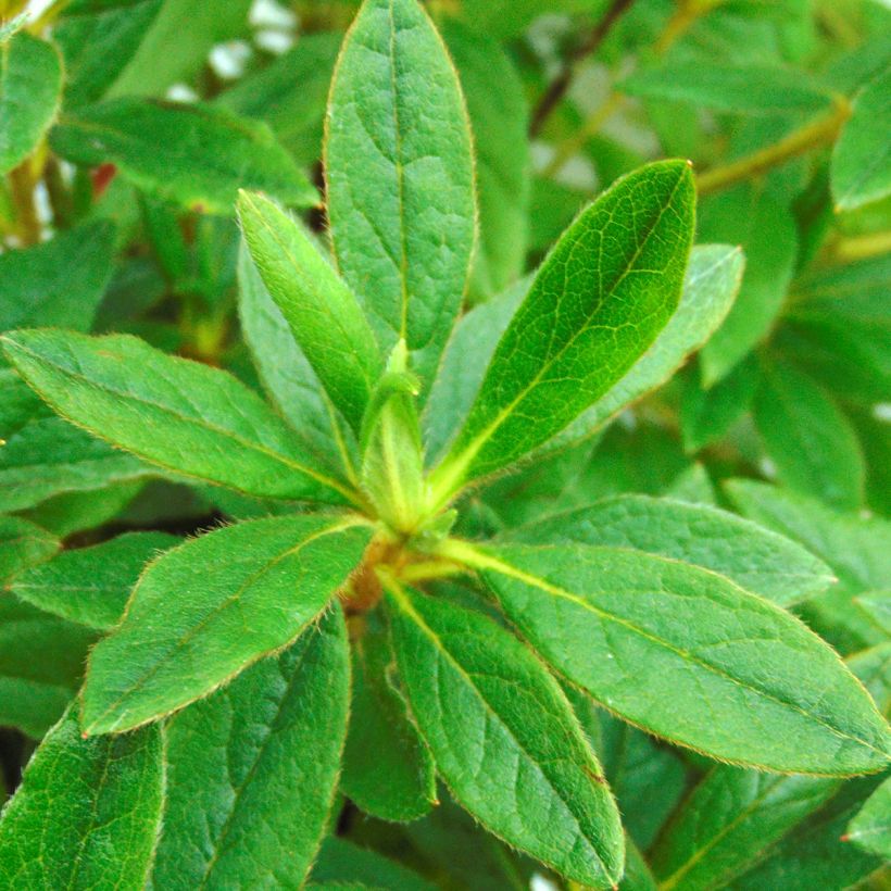 Azalée du Japon Koromo Shikibu - Rhododendron hybride (Feuillage)