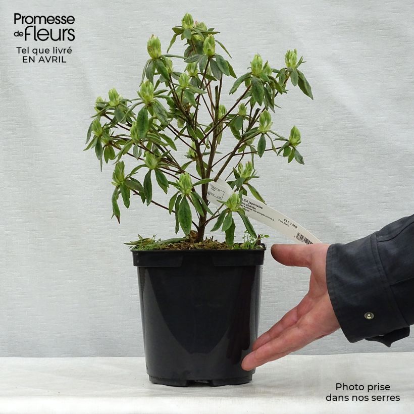 Spécimen de Azalée du Japon Koromo Shikibu - Rhododendron hybride Pot de 2L/3L tel que livré au printemps