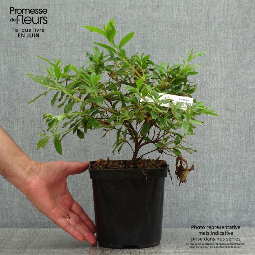 Spécimen de Azalée du Japon Koromo Shikibu - Rhododendron hybride tel que livré en ete