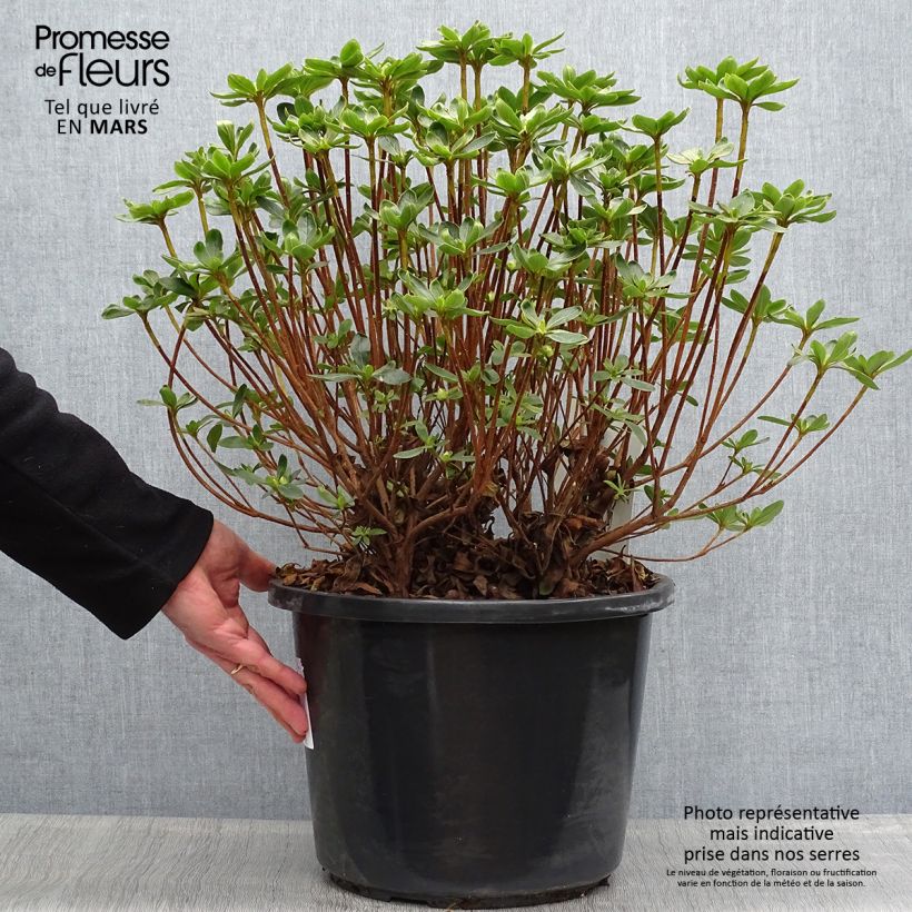 Spécimen de Azalée du Japon Luzi - Rhododendron hybride Pot de 12L/15LHauteur livrée env. 60/70cm tel que livré au printemps