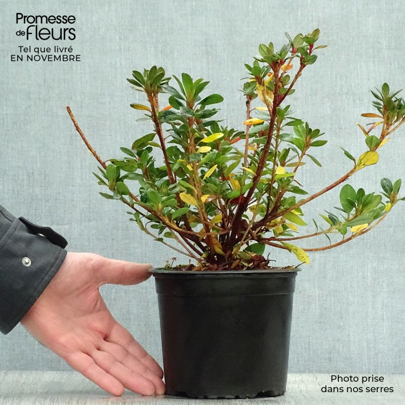 Spécimen de Azalée du Japon Moederdag - Rhododendron japonica Pot de 2L/3L tel que livré en automne