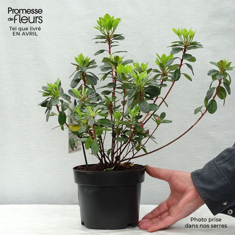 Spécimen de Azalée du Japon Moederdag - Rhododendron japonica Pot de 2L/3L tel que livré au printemps