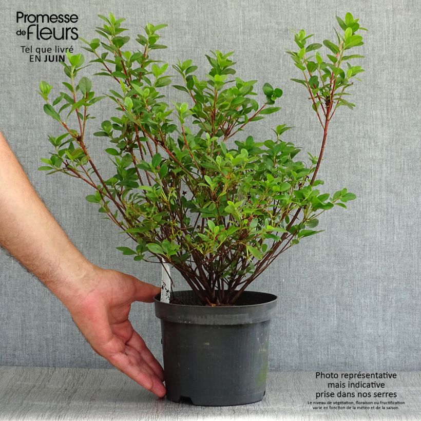 Spécimen de Azalée du Japon Moederdag - Rhododendron japonica Pot de 2L/3L tel que livré en été