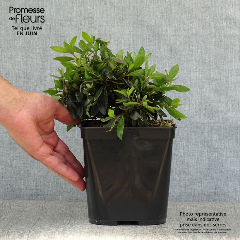 Spécimen de Azalée du Japon Nakaharai Orange - Azalea japonica Pot de 2L/3L tel que livré en été