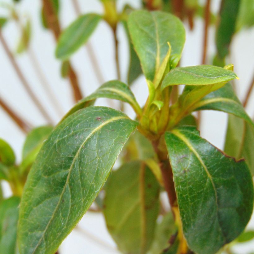 Azalée du Japon Palestrina - Rhododendron hybride (Feuillage)