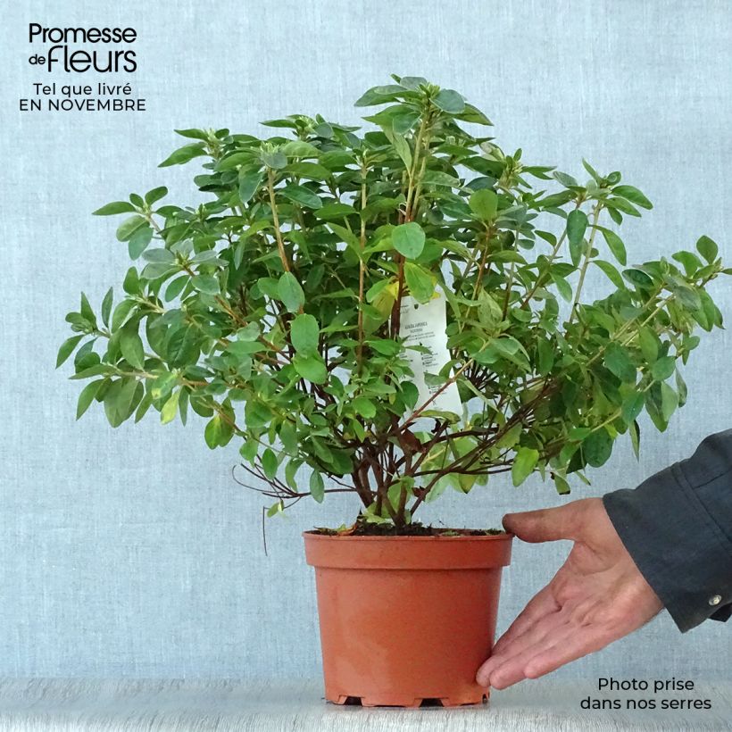 Spécimen de Azalée du Japon Palestrina - Rhododendron hybride Pot de 2L/3L tel que livré en automne