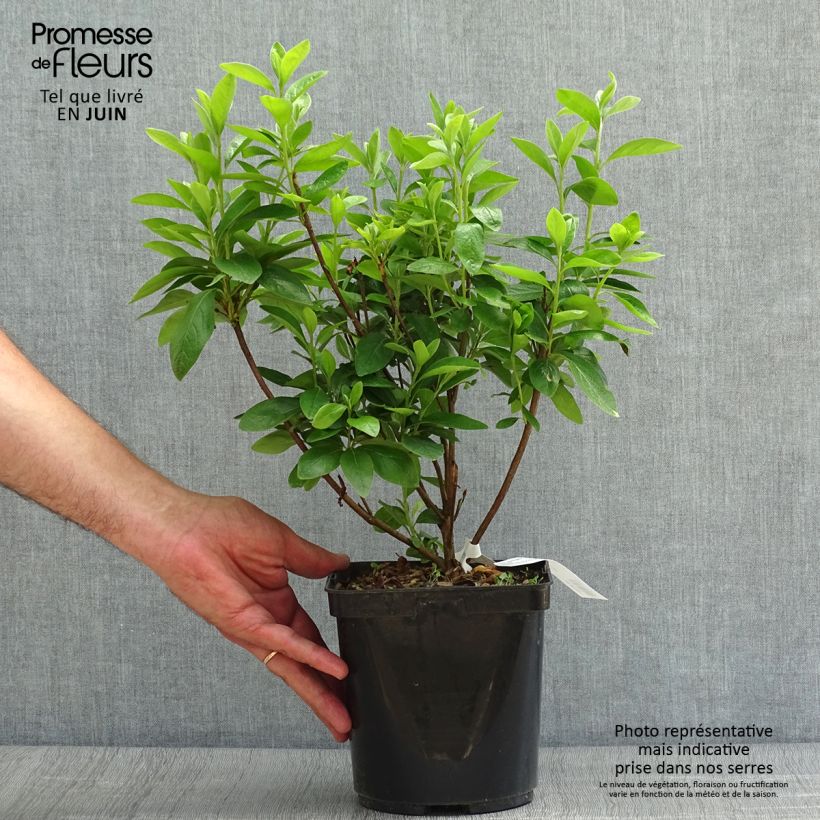 Spécimen de Azalée du Japon Palestrina - Rhododendron hybride Pot de 2L/3L tel que livré en été
