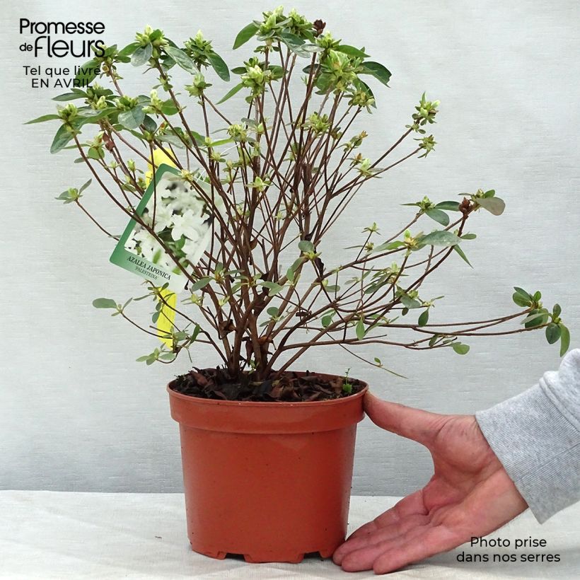 Spécimen de Azalée du Japon Palestrina - Rhododendron hybride en pot de 2/3L tel que livré au printemps