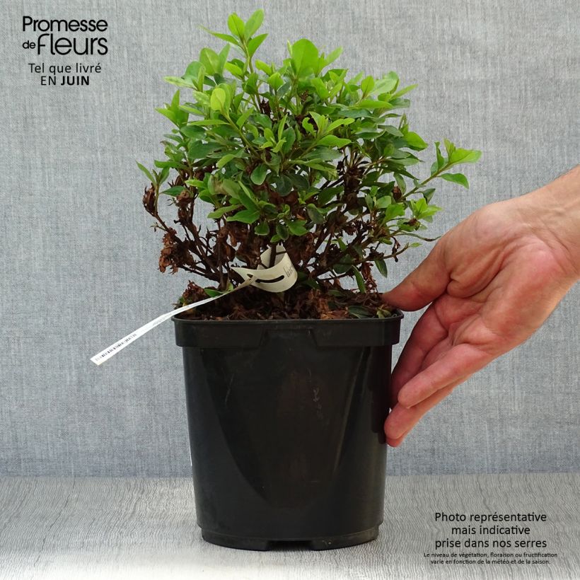 Spécimen de Azalée du Japon Peggy Ann - Rhododendron kaempferi Pot de 2L/3L tel que livré en été