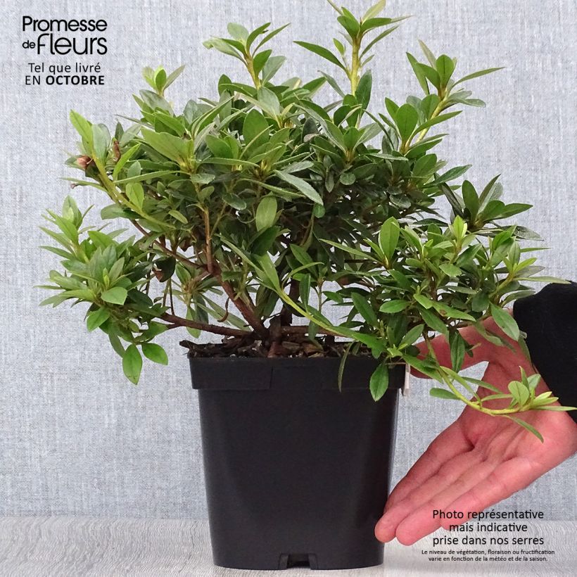 Spécimen de Azalée du Japon Purple Splendor - Rhododendron hybride Pot de 2L/3L tel que livré en automne
