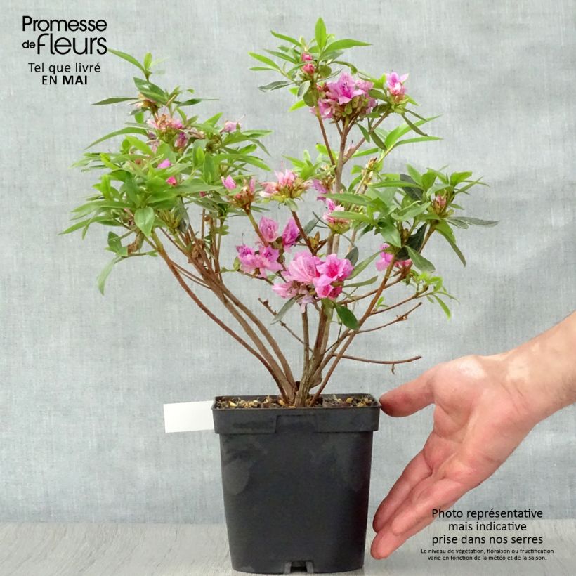 Spécimen de Azalée du Japon Purple Splendor - Rhododendron hybride en pot de 2/3L tel que livré au printemps