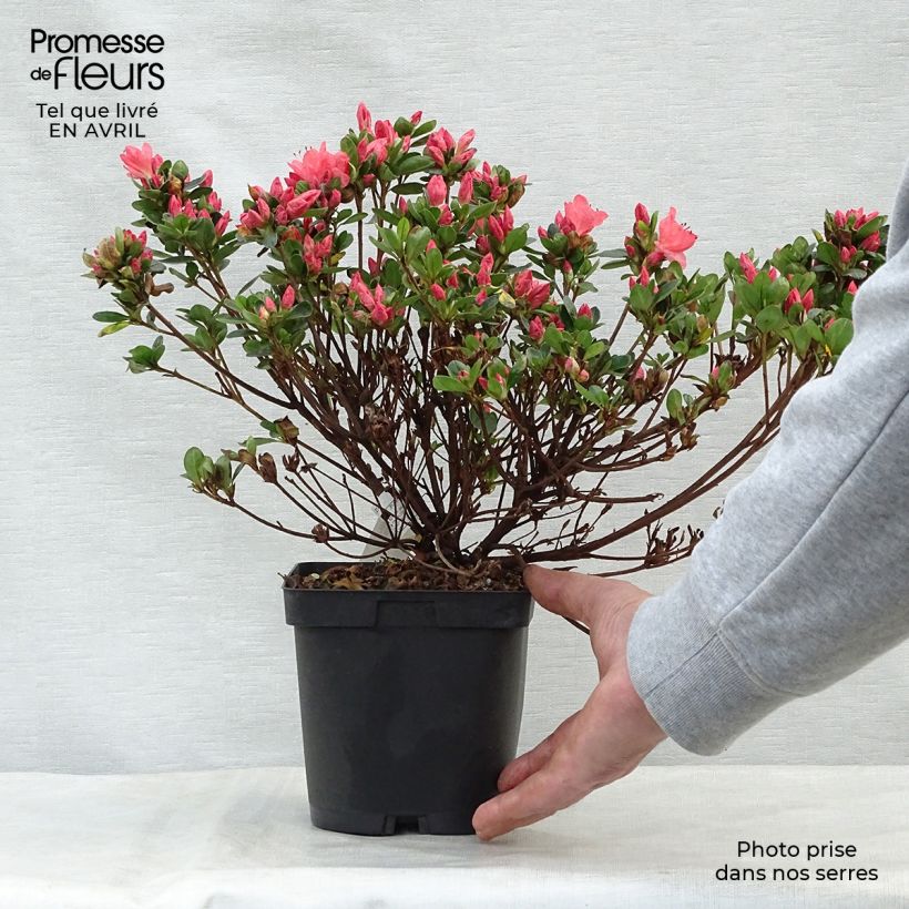Spécimen de Azalée du Japon Rex - pot de 2L/3L tel que livré au printemps