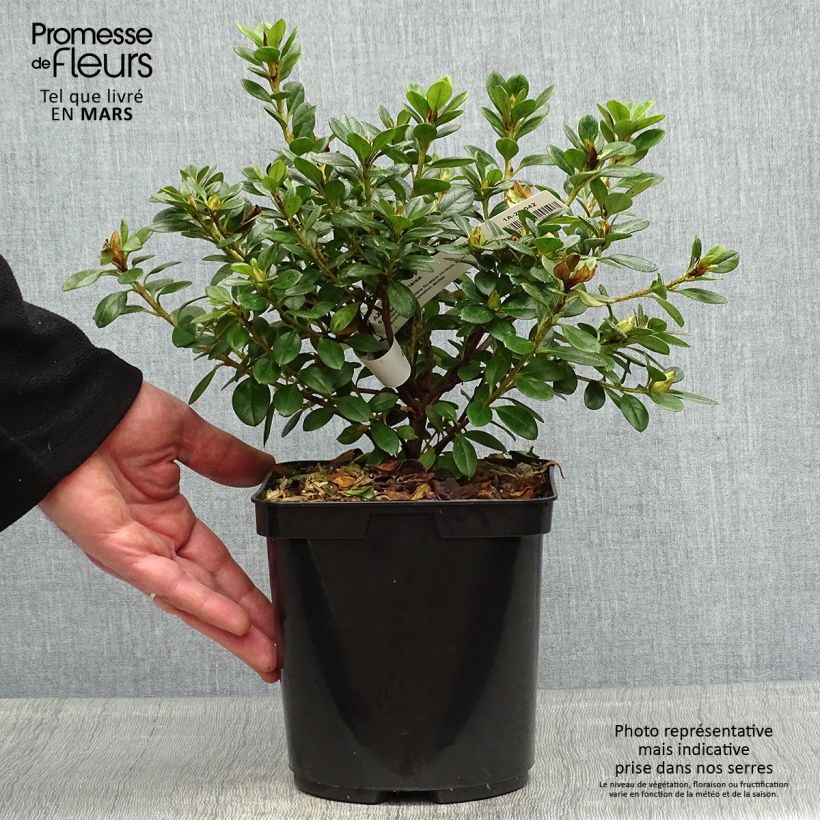 Spécimen de Azalée du Japon Sachsenstern - Rhododendron hybride Pot 3/4L tel que livré au printemps