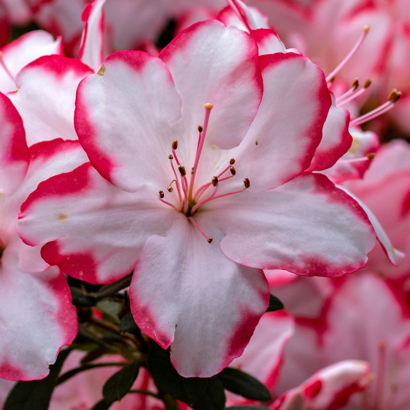 Azalée du Japon Sachsenstern - Rhododendron hybride (Floraison)