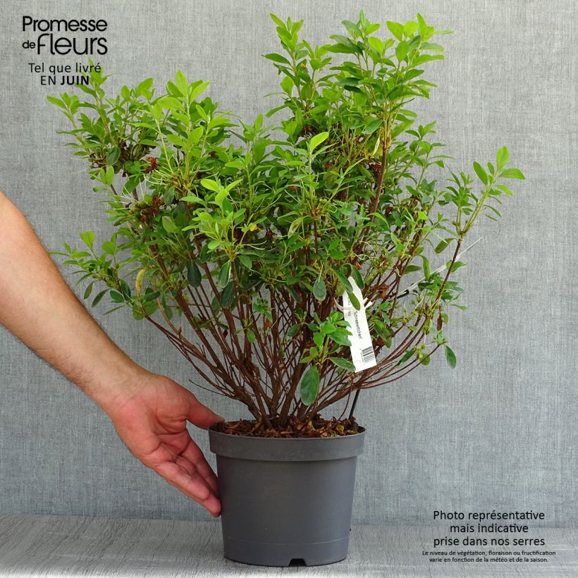 Spécimen de Azalée du Japon Schneewittchen - Rhododendron hybride Pot de 2L/3L tel que livré en été