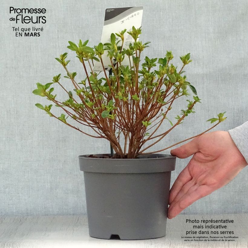 Spécimen de Azalée du Japon Schneewittchen - Rhododendron hybride en pot de 2/3L tel que livré au printemps