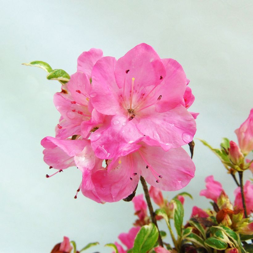 Azalée du Japon Silver Queen - Rhododendron hybride (Floraison)