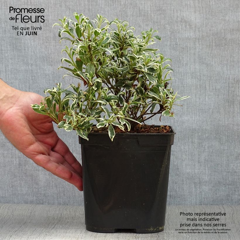 Spécimen de Azalée du Japon Silver Queen - Rhododendron hybride Pot de 2L/3L tel que livré en été