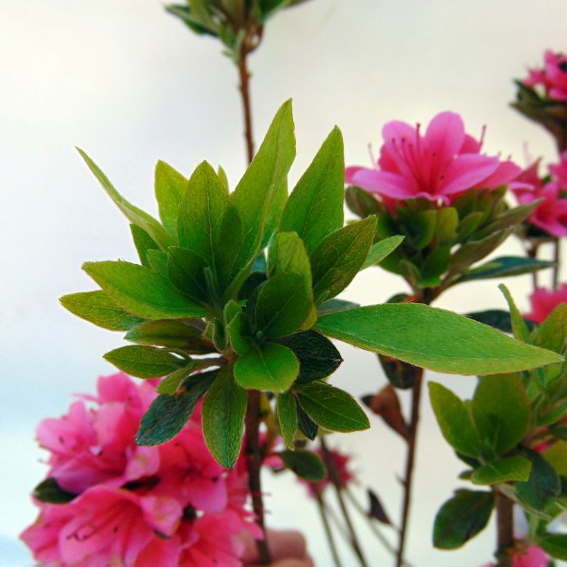 Azalée du Japon Sylvester - Rhododendron hybride (Feuillage)