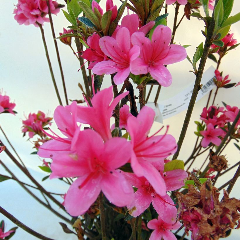 Azalée du Japon Sylvester - Rhododendron hybride (Floraison)
