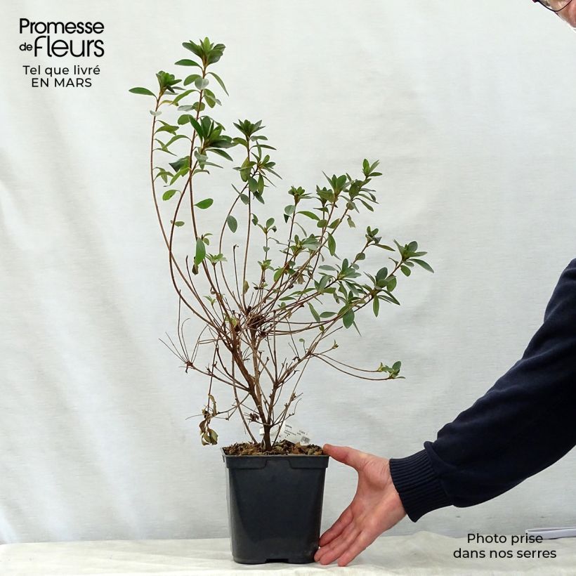 Spécimen de Azalée du Japon Sylvester - Rhododendron hybride en pot de 2/3L tel que livré au printemps