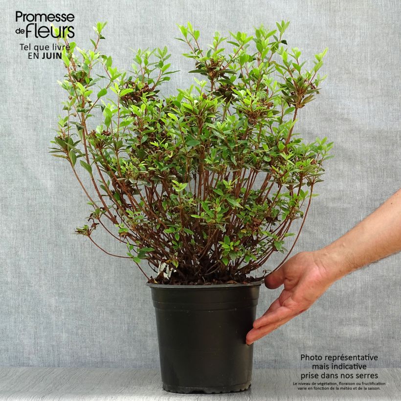 Spécimen de Azalée du Japon Sylvester - Rhododendron hybride Pot de 4L/5L tel que livré en été